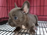 French Bulldog blue