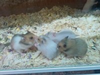 HAMSTER LAR GELDİ