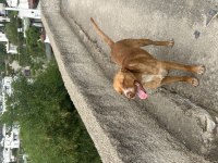 15 aylık 1 erkek ve 2 dişi köpekler