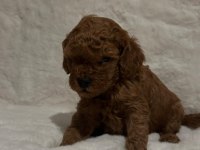 Toy poodle dişi erkek