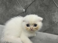 Sevimli scottish fold dostum