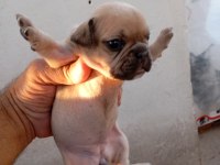 French bulldog köpekler