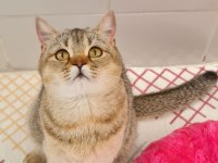 Golden British Shorthair