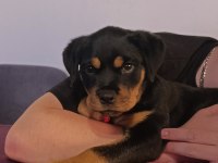 A şecereli dişi rottweiler