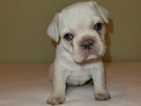 Fransız bulldog dişi ve erkek