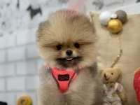 Minik teddy bear pomeranian kızımız