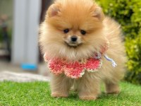 Sevimli Pomeranian Boo Yavrularımız