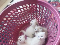 Scottish fold yavrular 2 adet