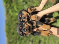 Safkan Şecereli Soydan Rottweiler Yavrular