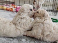 60 günlük safkan PEKINEZ