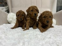 Muhteşem tüy yapısına sahip kore poodle yavrularımız