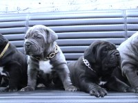 Fcı-Kıf Şecereli Safkan Cane Corso