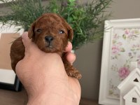 Toy poodle