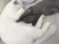 Gri Dişi british longhair