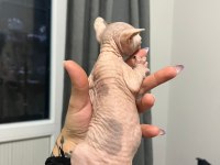 Erkek safkan kanada sfenksi yavruları