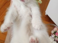 Bursa Scottish Straight Shorthair Old Eyes Bebekler