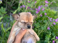 Antalya chihuahua