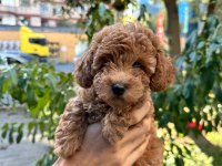 Veteriner kontrolünde red toy poodle