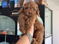 Petmode köpek çiftliğinde ziyarete açık toy poodle