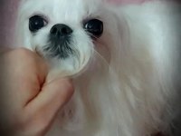 KORE MALTESE BEBEKLER ŞECERE BELGELİ