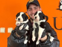 Burkemden a kan border collie yavruları