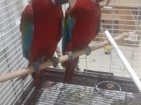 KIRMIZI MACAW FATURALI ÇİPLİ