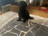 2.5 yaşında dişi poodle