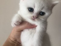 Son dişi british shorthair top kafa yavru