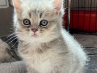 3 tane dişi 2 aylik british shorthair yavru kedimiz