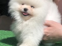 2.5 aylık erkek üst kalite Pomeranian boo yavrular