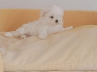 Maltese kızım
