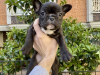 Birbirinden Sevimli ve Oyuncu French Bulldog Yavrularımız