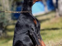 Export şecereli balkan şampiyonu damızlık doberman