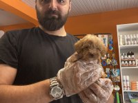 Teacup Maltipoo Yavrularımız
