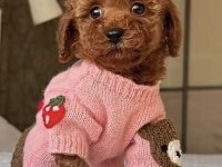 Toy Poodle Minyatür