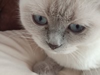 Acil satılık british shorthair