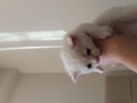Dişi erkek british shorthair yavrular rezerveye açıktır
