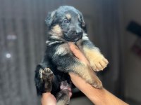 ALMAN KURDU K9 YAVRULAR