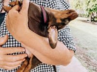 A kalite dachshund sosis yavrular hazır