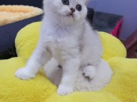 2 ve 3,5 aylık safkan Silver Shaded Catteryden Kediler
