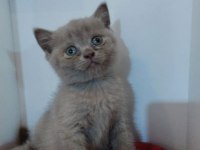 Sevimli british shorthair yavrularımız yeni yuvasını arıyor