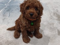 TOY POODLE GÜZELLİĞİ