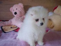 Pomeranian boo teddy bear 2 aylık beyaz dişi