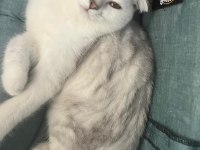 Dişi scottish fold kedimi sahiplendiriyorum