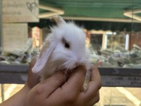 Hollanda lop ve cüce tavşanım gelmiştir