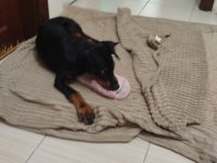 4 aylık erkek doberman