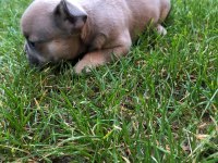 French bulldog yavrumuz yeni ailesini arıyor