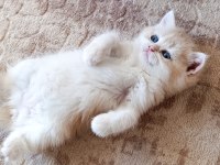 Cy 12 Dişi Yavru British Shorthair