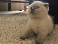 British shorthair bebekler 2 aylık