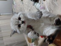 TÜM IRK KEDİLER MEVCUTTUR